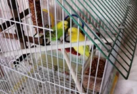 Волнистые попугаи с клеткой - ТАтат объявление