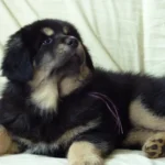 Щенки тибетского мастифа