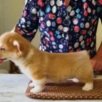 Щенки Вельш-корги пемброк