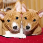 Щенки басенджи