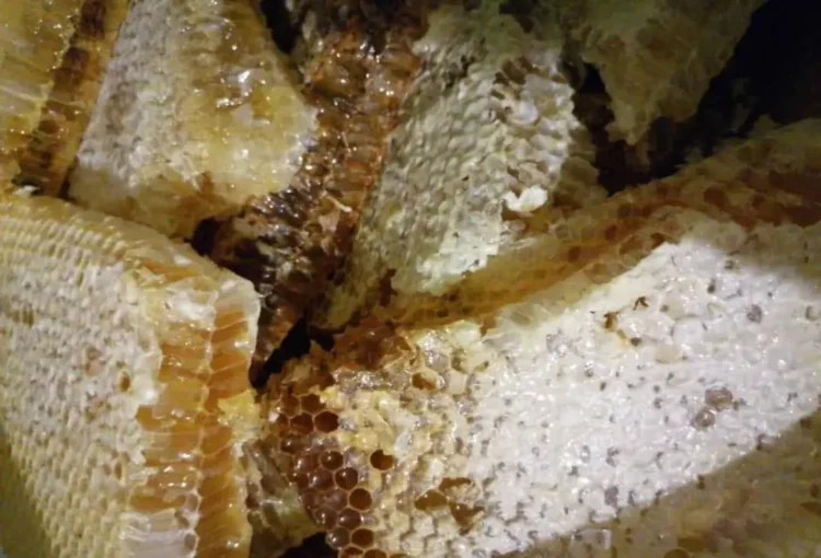 Мёд диких пчёл соты перга - ТАтат объявление