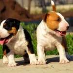 Щенки мини бультерьера