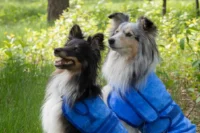 Охлаждающий жилет для собак HARP - ТАтат объявление