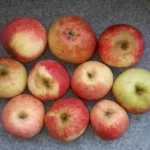 Яблоки штрифель