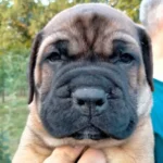 Щенок бульмастифа