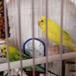 Волнистые попугаи с клеткой