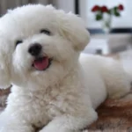 Щенки бишон-фризе