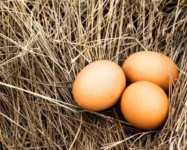 Яйца от домашних кур - ТАтат объявление