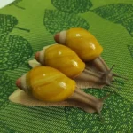 Улитки Архахатина