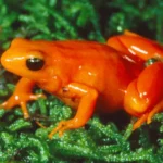 Мантелла золотистая размер S