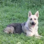 Восточноевропейская овчарка питомник Легенда Русь