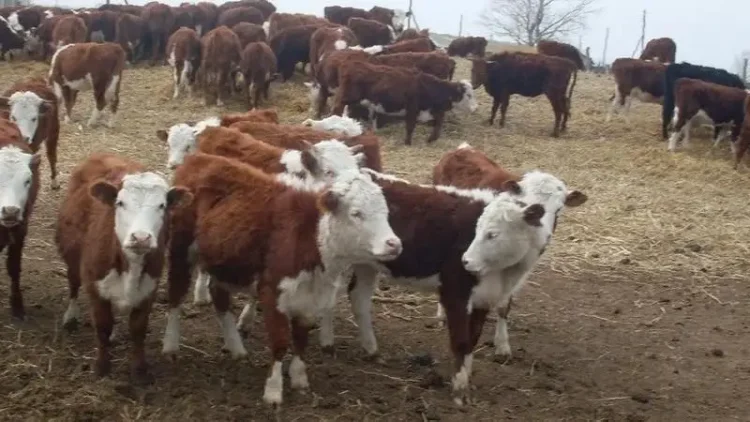 Продажа коров телят бычков - ТАтат объявление