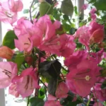 Бугенвиллия комнатная