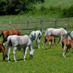 Продаю лошадей и жеребят