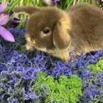 Кролик Минилоп