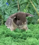 Кролик Минилоп - ТАтат объявление
