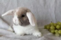 Карликовые кролики для разведения - ТАтат объявление