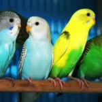 Волнистые попугаи птенцы