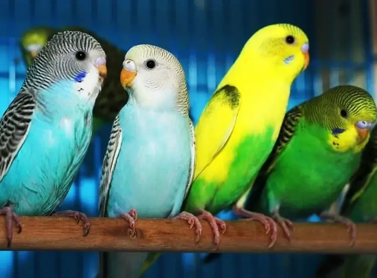Волнистые попугаи птенцы, ТАтат объявления