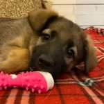 Щенок помесь овчарки и небольшой лайки