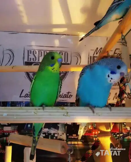 Волнистые попугаи птенцы - ТАтат объявление