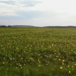 Земельный пай 21 га