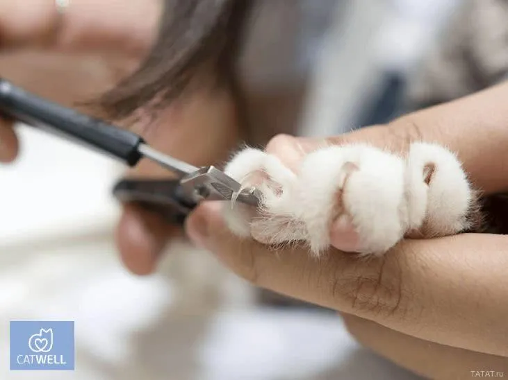 Ветеринарная клиника для кошек CatWell, ТАтат объявления