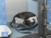 Ветеринарная клиника для кошек CatWell - ТАтат объявление