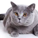 Ветеринарная клиника для кошек CatWell