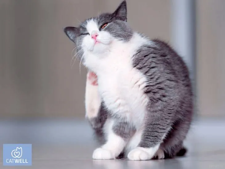 Ветеринарная клиника для кошек CatWell, ТАтат объявления