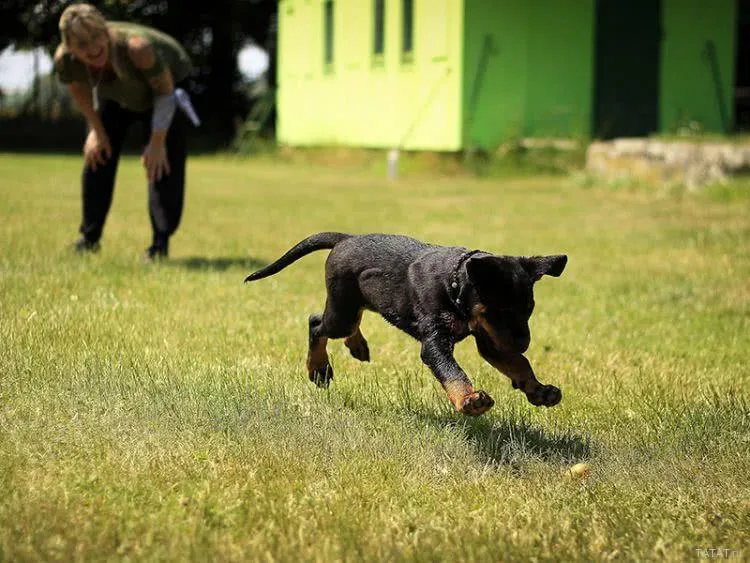 Дрессировка собак Proffidog, ТАтат объявления