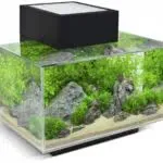 Аквариумные рыбки и аксессуары