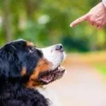 Дрессировка собак Proffidog