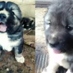 Щенки кавказская овчарка