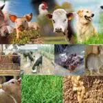 Кормовые добавки и Ферменты