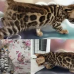 Бенгальский котенок для семьи