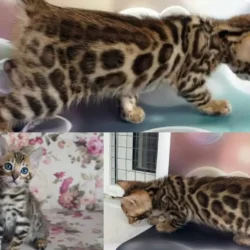 Бенгальский котенок для семьи