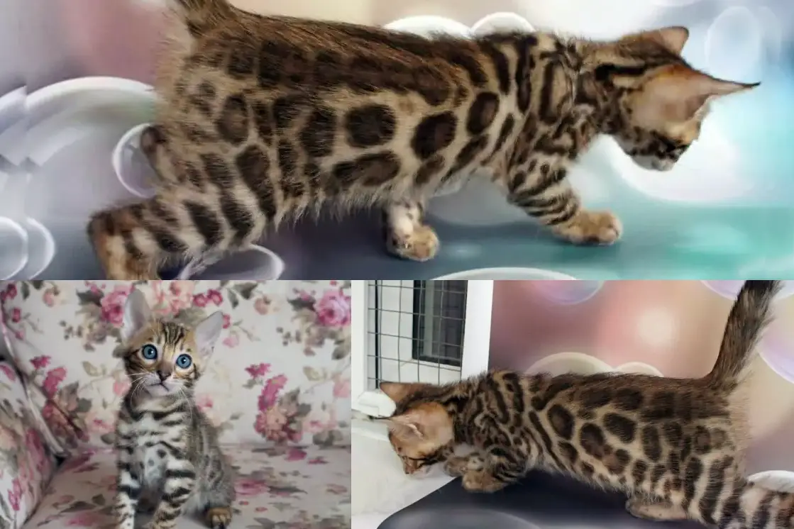 Бенгальский котенок для семьи