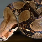 Красивый удав с салмоновой окраской