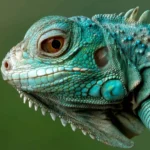 Голубая игуана, ящерица тропиков