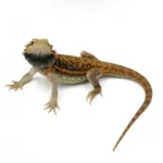 Ящерица агама бородатая