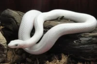 Змея белый техасский полоз - ТАтат объявление