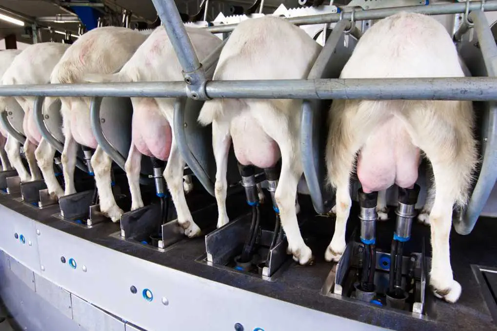 Доильное оборудование для молочных ферм, ТАтат объявления