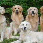 Золотистый голден ретривер, щенки