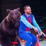 Билеты в цирк Автово