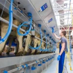 Доильное оборудование для молочных ферм