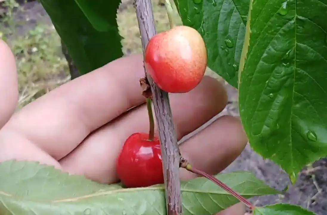 Саженцы черешни с землёй, крупномеры из питомника, ТАтат объявления