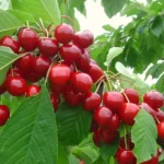 Саженцы с закрытой корневой системой