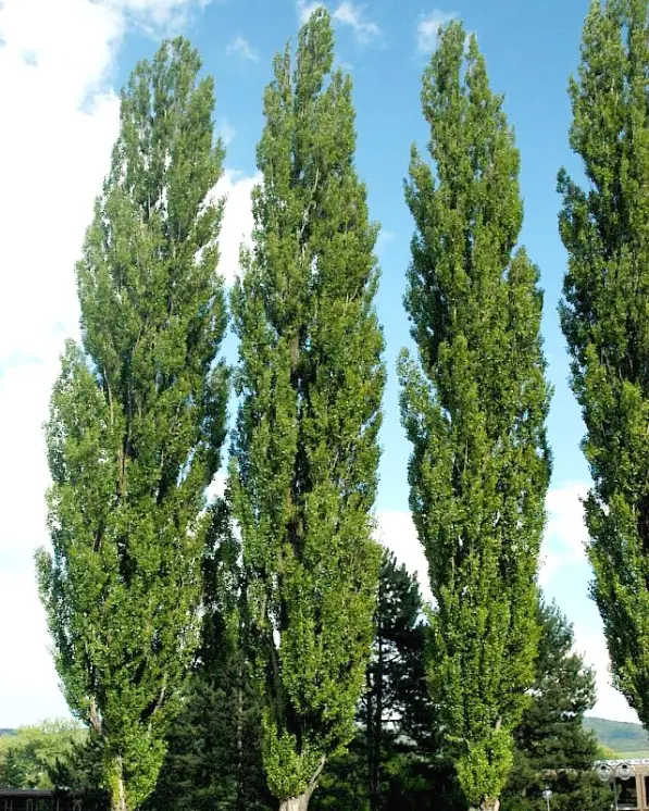 Взрослые деревья с доставкой и посадкой, ТАтат объявления
