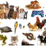 Животные и товары для животных
